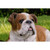 20.25" Lying Bulldog Outdoor Garden Statue - IMAGE 2