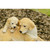 10.5" Mother and Baby Labrador Retriever Outdoor Garden Statue - IMAGE 2