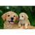 11.75" Baby and Mother Golden Retriever Outdoor Garden Statue - IMAGE 2