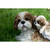 12.5" Baby and Mother Shih Tzu Outdoor Garden Statue - IMAGE 2