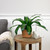 Artificial Dracaena Plant in Square Rattan Pattern Ceramic Pot - 27" - IMAGE 2