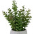 Real Touch™ Artificial  Privet Plant in Gray Stone Pot - 12" - IMAGE 5