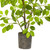 3' Artificial Ficus Potted Tree - IMAGE 4