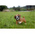 7.5" Playing Boxer Puppy Outdoor Garden Statue - IMAGE 2