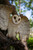 21.25" Flying Barn Owl Outdoor Wall Hanging Garden Statue - IMAGE 2