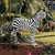 35.5" Zairen the Zebra Outdoor Garden Statue - IMAGE 2