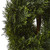 4' Double Pond Outdoor Cypress Spiral Topiary Tree - IMAGE 5