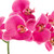 Real Touch™ Artificial Spring Orchids in a Striped Ceramic Pot - 2' - Pink - IMAGE 4