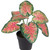 8" Rohdea Spring Floral Artificial Potted Plant - IMAGE 5