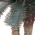 6' Sago Palm Double Silk Artificial Potted Tree - IMAGE 5
