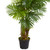Artificial Hawaii Palm Tree in Black Pot - 6' - IMAGE 5