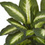 18" Dieffenbachia Artificial Plant in Ceramic Planter - IMAGE 2