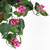 32" Artificial Silk Bougainvillea Plant with Hanging Basket - IMAGE 4