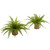 Set of 2 Boston Fern Artificial Plants with Burlap Planters 22" - IMAGE 1