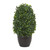 13" Boxwood Topiary Artificial Plant with Black Pot - IMAGE 1