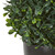 13" Boxwood Topiary Artificial Plant with Black Pot - IMAGE 4
