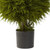 2.5' Artificial Cedar Ball Potted Topiary Plant - IMAGE 2