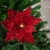 20" Lighted Red Velvet Poinsettia Christmas Stem Spray - IMAGE 2