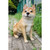 Shiba Inu Dog Sitting Outdoor Garden Statue - 16" - Brown and White - IMAGE 1
