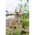 Shiba Inu Dog Sitting Outdoor Garden Statue - 16" - Brown and White - IMAGE 4