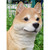 Shiba Inu Dog Sitting Outdoor Garden Statue - 16" - Brown and White - IMAGE 5