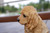 Sitting Cocker Spaniel Puppy Outdoor Garden Statue - 6.25" - IMAGE 4