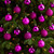 30ct Pink Shatterproof 3-Finish Christmas Ball Ornaments 2.5" (60mm) - IMAGE 2