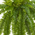 Set of 2 Boston Fern Artificial Plants 40" - IMAGE 2