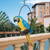 Set of 2 Polly in Paradise Parrot on Ring Outdoor Garden Statue 14" - IMAGE 2