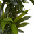 5.5' Artificial Corn Stalk Dracaena Tree with Black Wash Planter - IMAGE 2