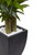 5.5' Artificial Corn Stalk Dracaena Tree with Black Wash Planter - IMAGE 3