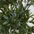 UV Resistant Ruscus Artificial Tree - 5.75' - Green - IMAGE 2