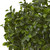 2' Artificial Peperomia Outdoor Plant in Black Pot - IMAGE 2