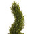 6' Rosemary Spiral Outdoor Tree with Green Pot - IMAGE 5