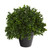 Boxwood Topiary Outdoor Artificial Plant in Nursery Planter - 10" - IMAGE 1