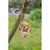 Hanging Golden Retriever Puppy Outdoor Garden Statue - 5.5" - IMAGE 4