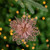 Pack of 4 Glittered Pink Poinsettia Christmas Ornaments 6" - IMAGE 2