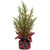 Mini Cedar Artificial Christmas Trees - 10" - Set of 3 - IMAGE 3