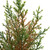 Mini Cedar Artificial Christmas Trees - 10" - Set of 3 - IMAGE 5