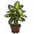 Set of 2 Artificial Silk Dieffenbachia Plant with Wood Vase 20.5" - IMAGE 2