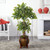 5' Artificial Variegated Ficus Tree in Decorative Planter - IMAGE 2