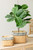 Potted Tall Artificial Fiddle Leaf Fig Tree - 21.75" - IMAGE 4