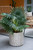 Pom Pom Cement Planters - 12" - 2ct - IMAGE 3