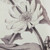 Pencil Flower Print Framed Wall Arts - 19.75" x 27.5" - Set of 4