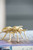Winged Insects Cast Iron  Sculpture Decorations - 4.25" - Gold - Set of 4