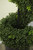 Potted Artificial Spiral Boxwood Topiary Tree - 5' - IMAGE 6
