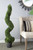 Tall Potted Artificial Spiral Boxwood Topiary Tree - 4' - IMAGE 4