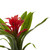 Set of 6 Red Bromeliad Artificial Flower Bushes 11" - IMAGE 4