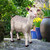 32" Billy The Mountain Climbing Outdoor Goat Statue - IMAGE 2