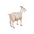 32" Billy The Mountain Climbing Outdoor Goat Statue